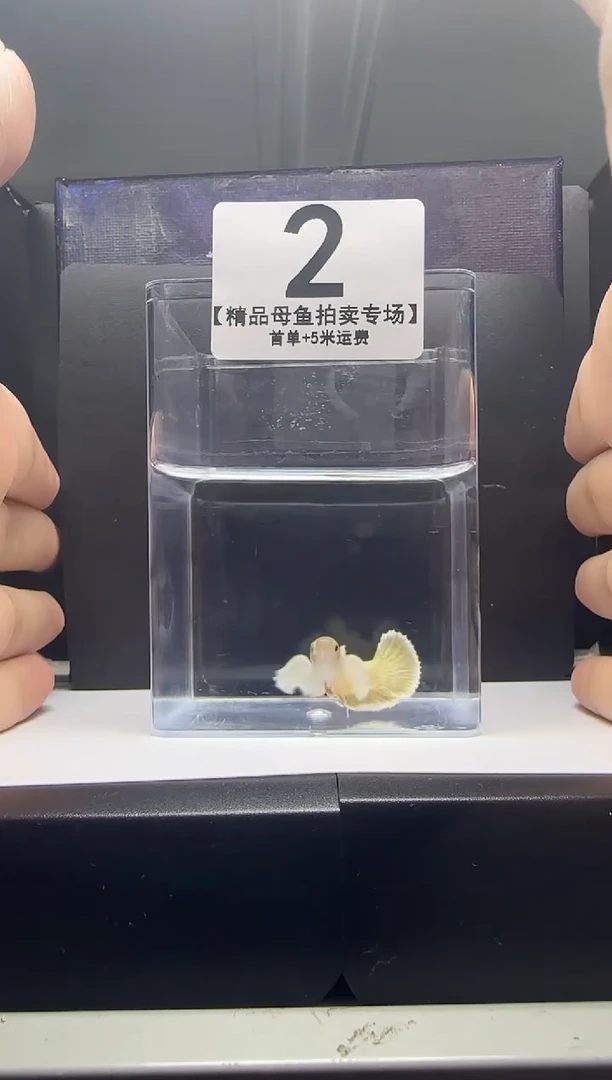 斗鱼母鱼编号：02