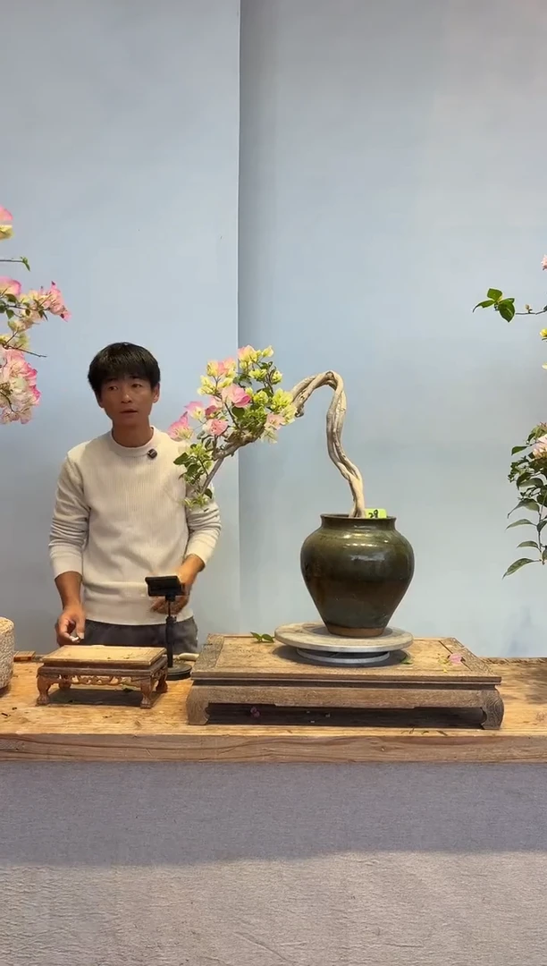 以实际为准三角梅29