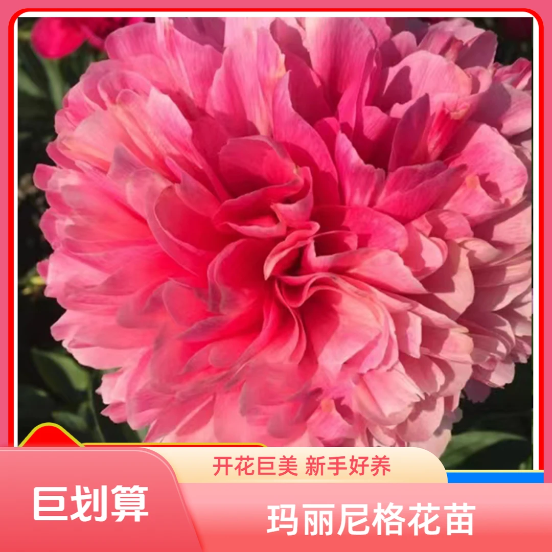 【玛丽尼格】芍药花苗2到3芽，耐寒耐旱。送肥料