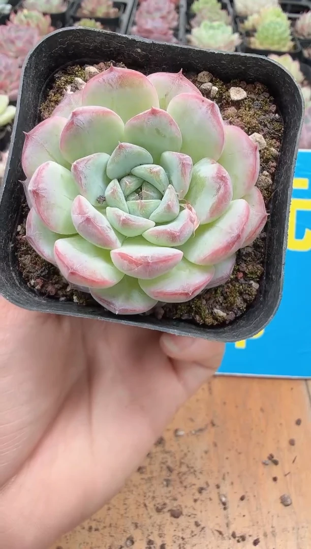 东云多肉园二店-83