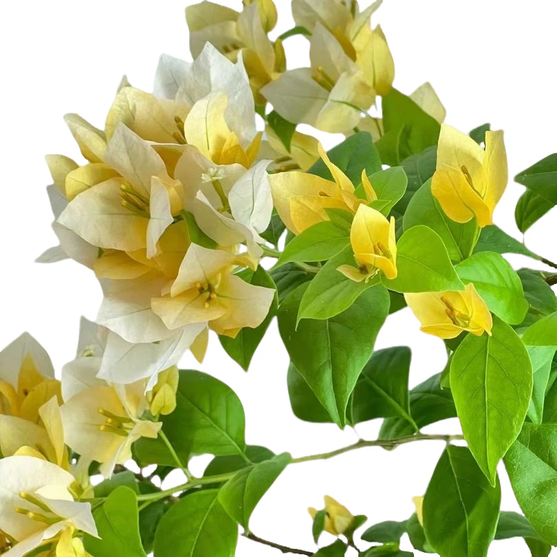 三角梅三角梅勤花品种，变色龙苏瓦娜雪紫花卉绿植，四季开花，。