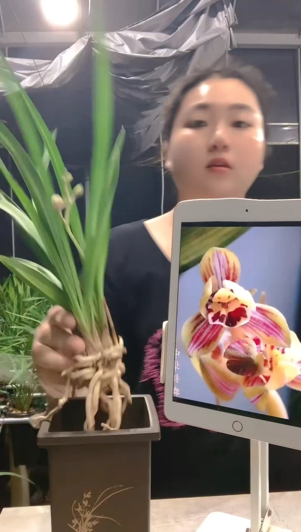 大部分开放少量花苞但**颜中华锦荷