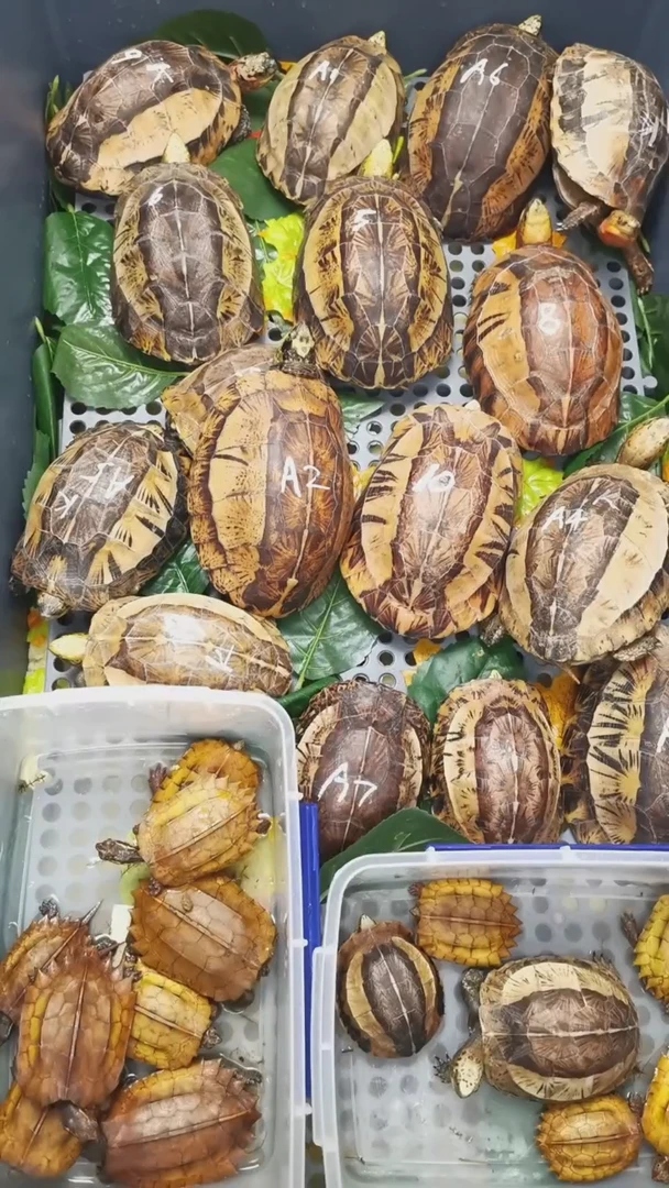 母宠物龟黄额闭壳龟