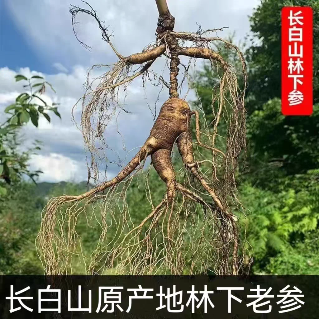 长白山林下参直播改价链接