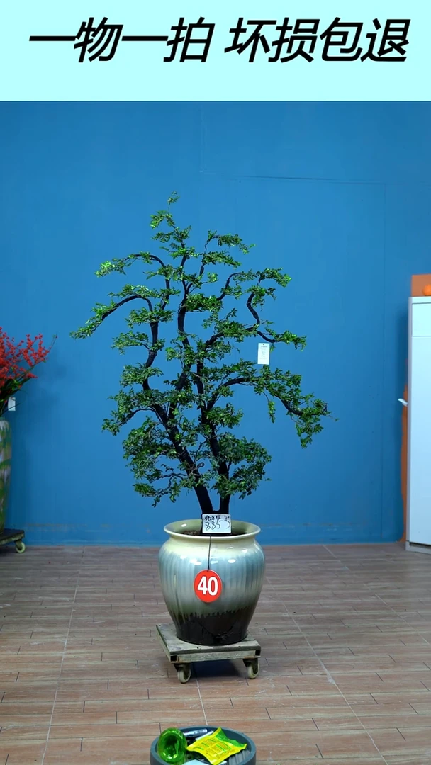 以实际为准郑*辉广东小叶紫檀