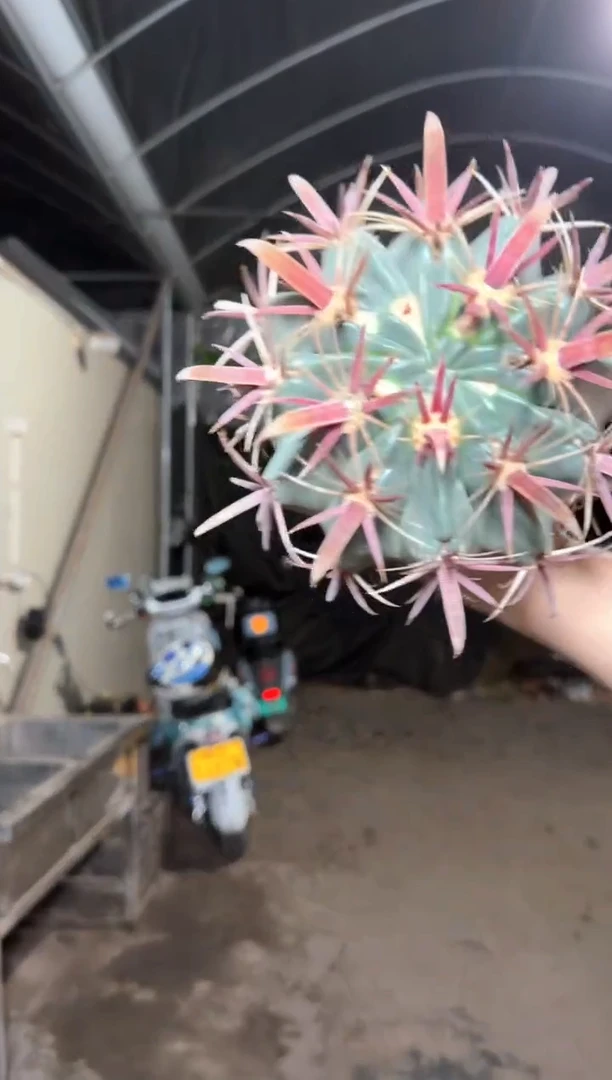 11-15cm 实生根 宽刺日出