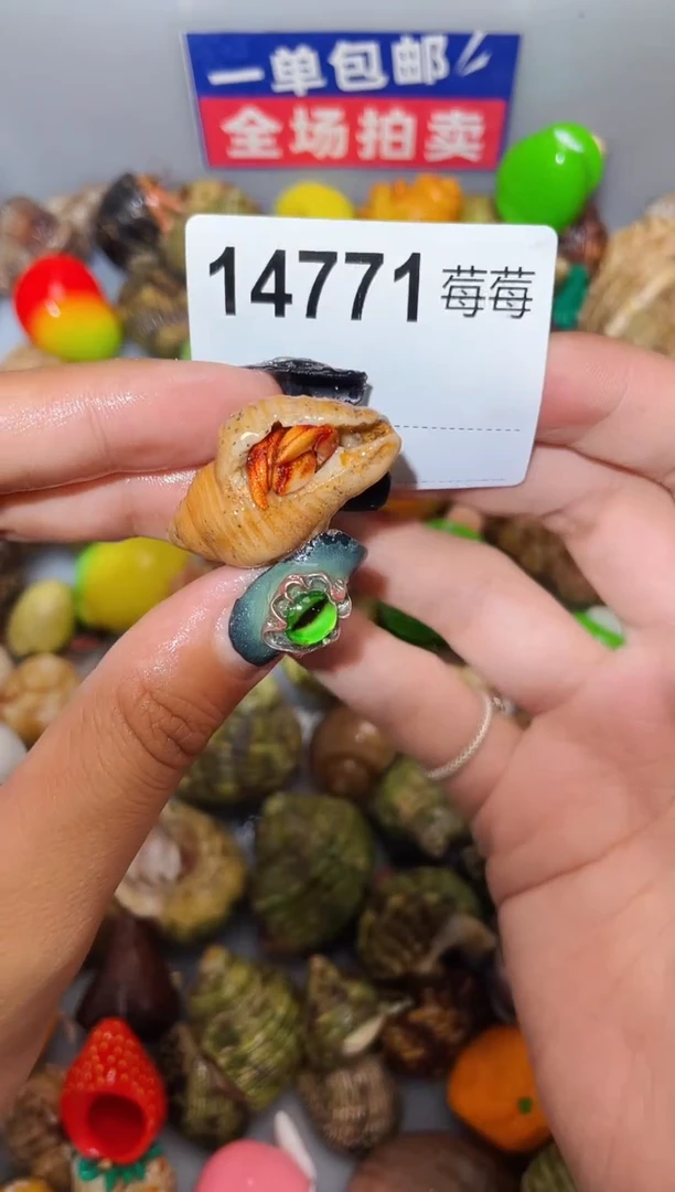寄居蟹陌派甄选寄居蟹14771