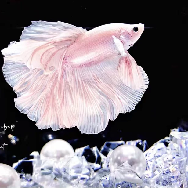 C5（97-120）泰国斗鱼小型热带观赏鱼耐活好养（直播间选鱼）