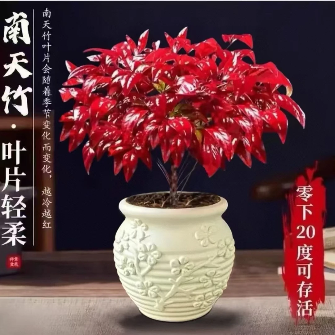 ZY【补贴】带浮雕花盆越冷越红火焰南天竹盆栽越冷越红耐寒室外绿植