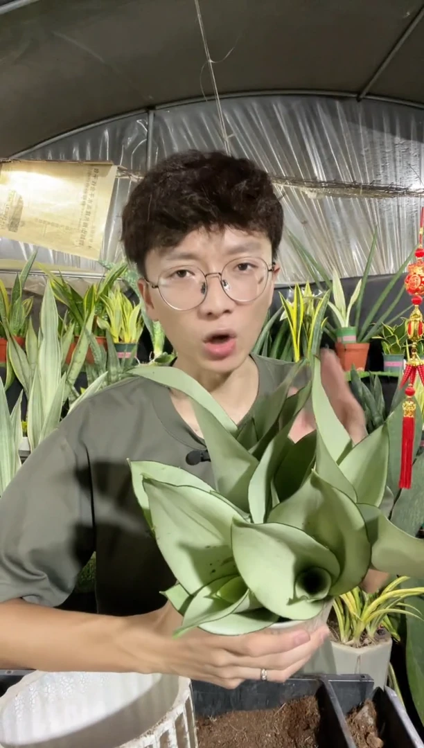 奶油白玉裸根6棵9.99