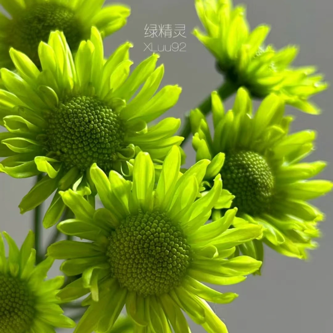 A级稀有绿精灵小雏菊10支