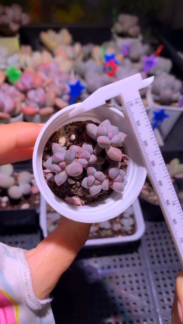 蓝莓奶酪多头脱土发货