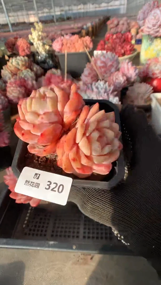 320雪天使多肉植物一物一拍