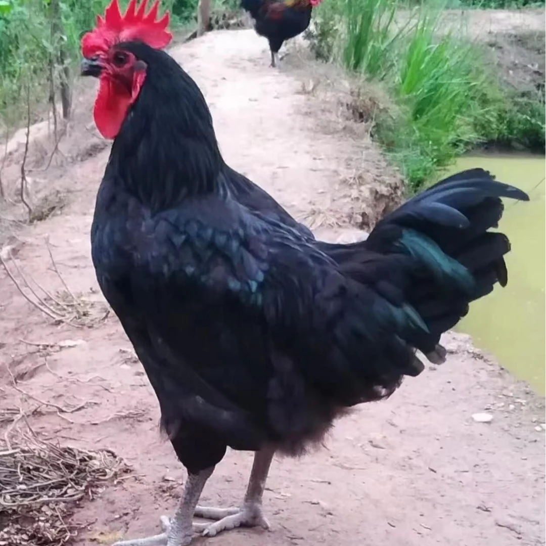 黑凤鸡宠物鸡绿壳蛋鸡10只【包邮活鸡】