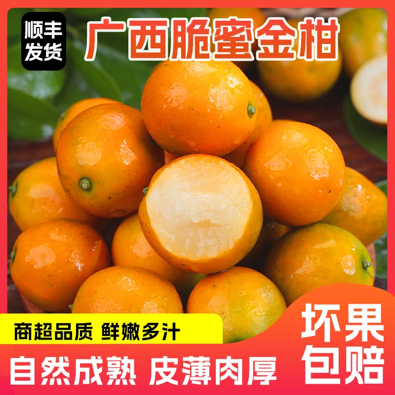 正宗广西第三代脆蜜金柑脆蜜金桔 金橘纯甜多汁顺丰现摘现发2斤起
