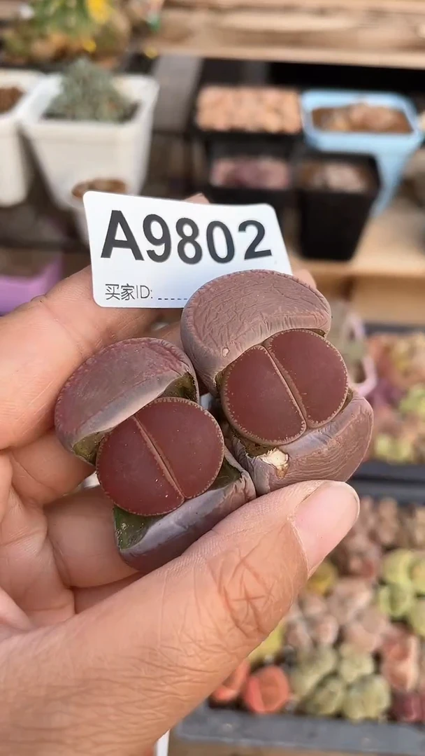 【闪购商品】9802直播一物一拍