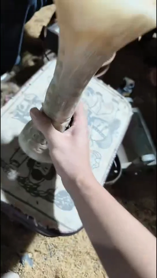 香榧木（1个小复利）