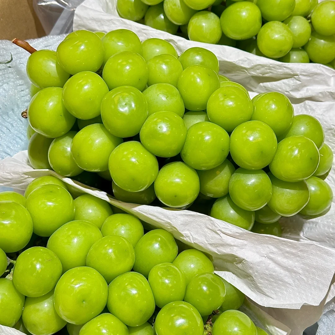 【经典永不落幕】头茬阳光玫瑰葡萄青提（两斤筐装）山东省