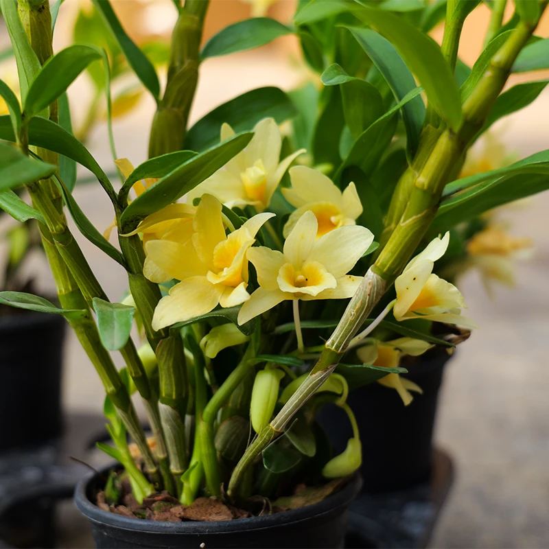 春石斛兰黄花[仙帝]花香浓郁兰花盆栽室内室外好养
