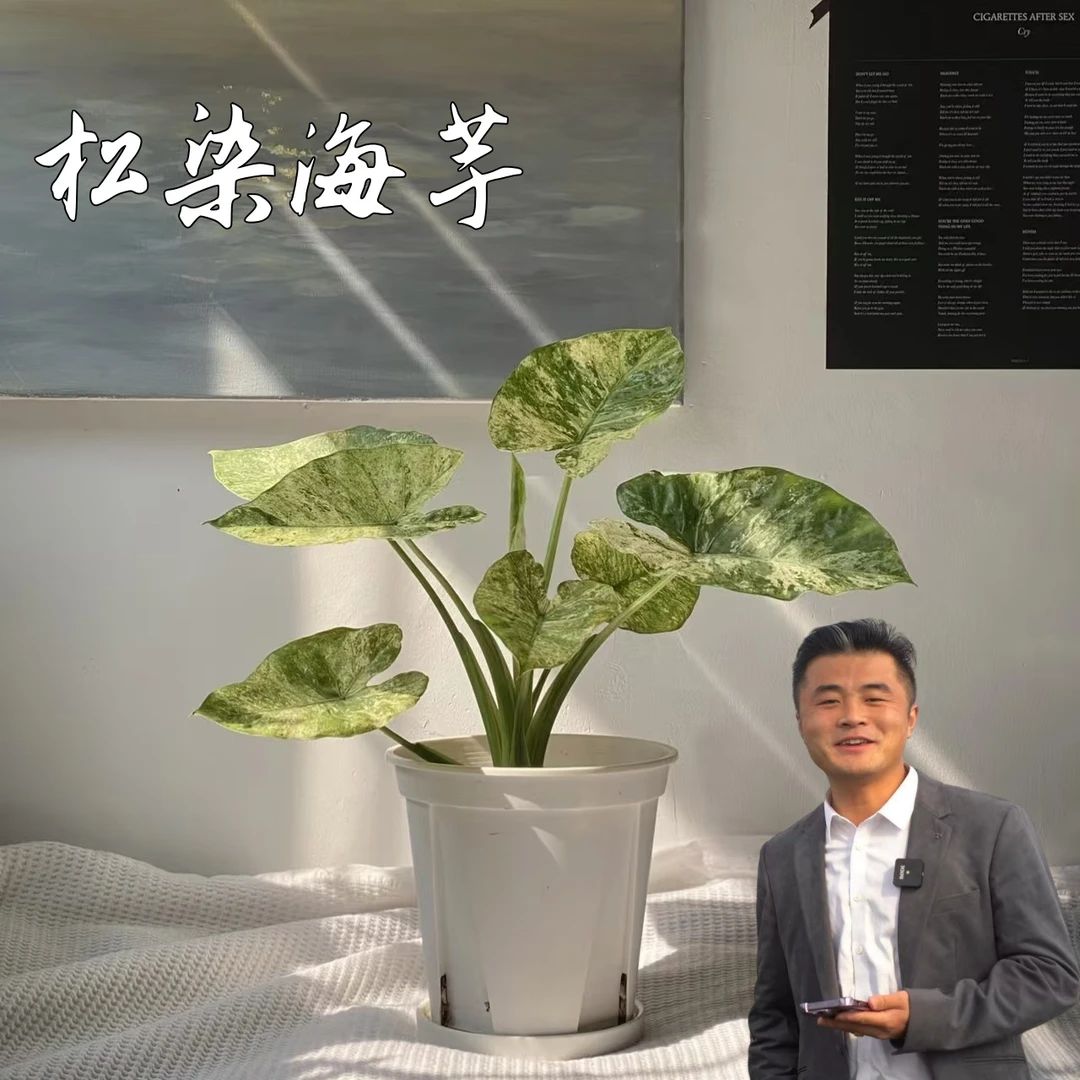 【热植馆】松染海芋ins热带绿植室内盆栽