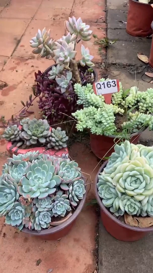 Q163多肉组合默认脱土发货