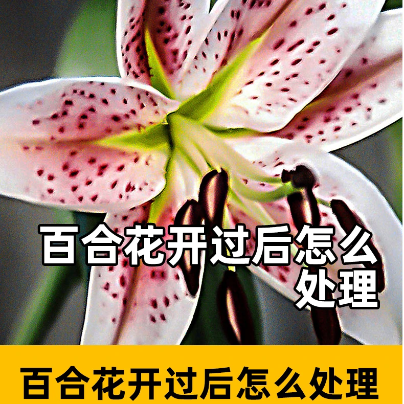 百合花开过后怎么处理百合花开过后紫豆百合花浓缩营养液花卉肥料