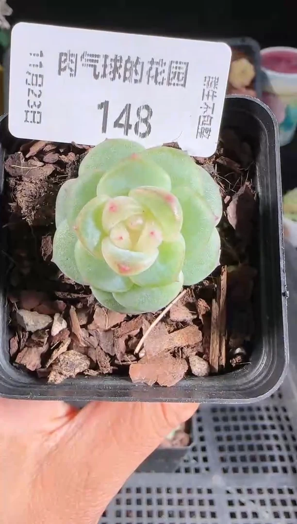 1123-148灵雨群生不包整