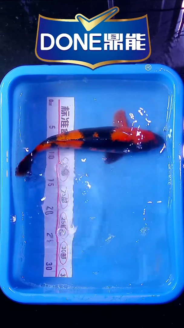 锦鲤直播间菁选 对版发货 28号