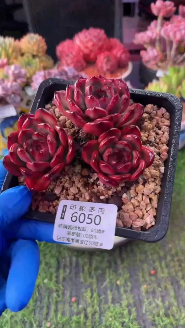 昆明印象多肉6050