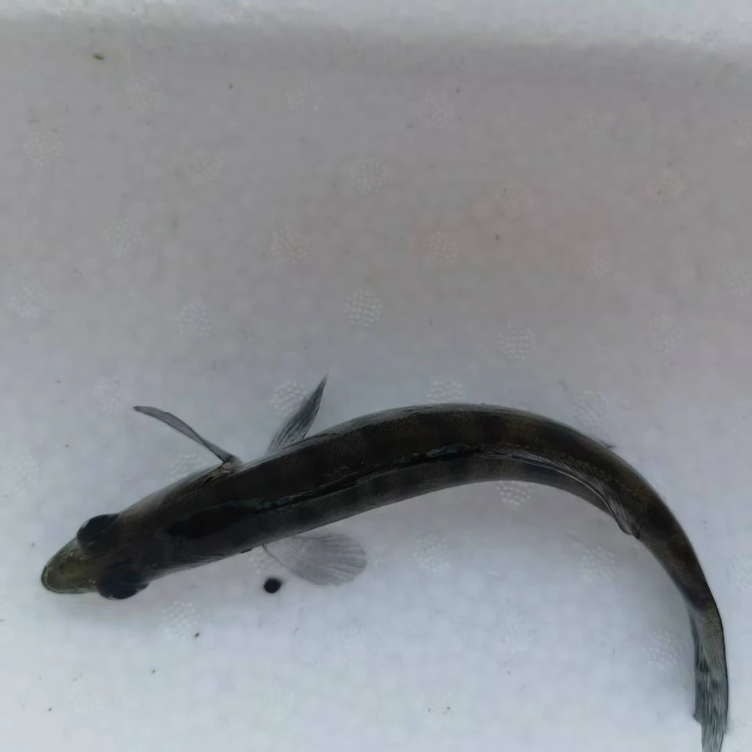 12公分梭鲈溪流缸水库首选鱼，喜欢路亚的朋友可放入水库自行繁殖。