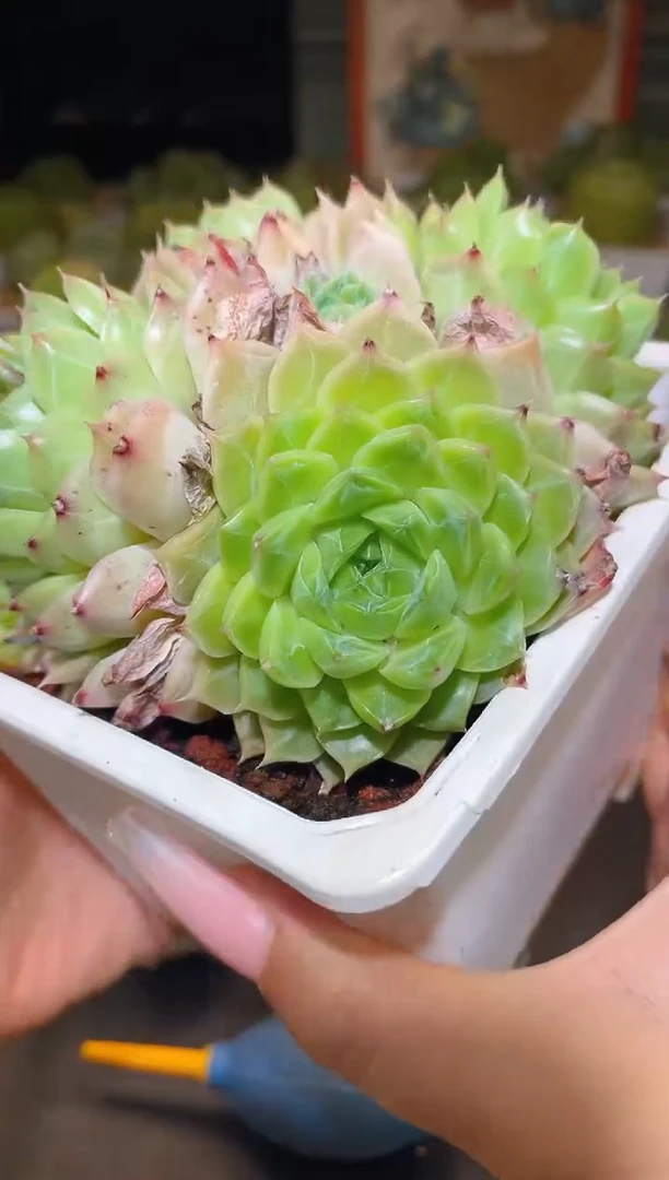 098母本晾根一物一拍