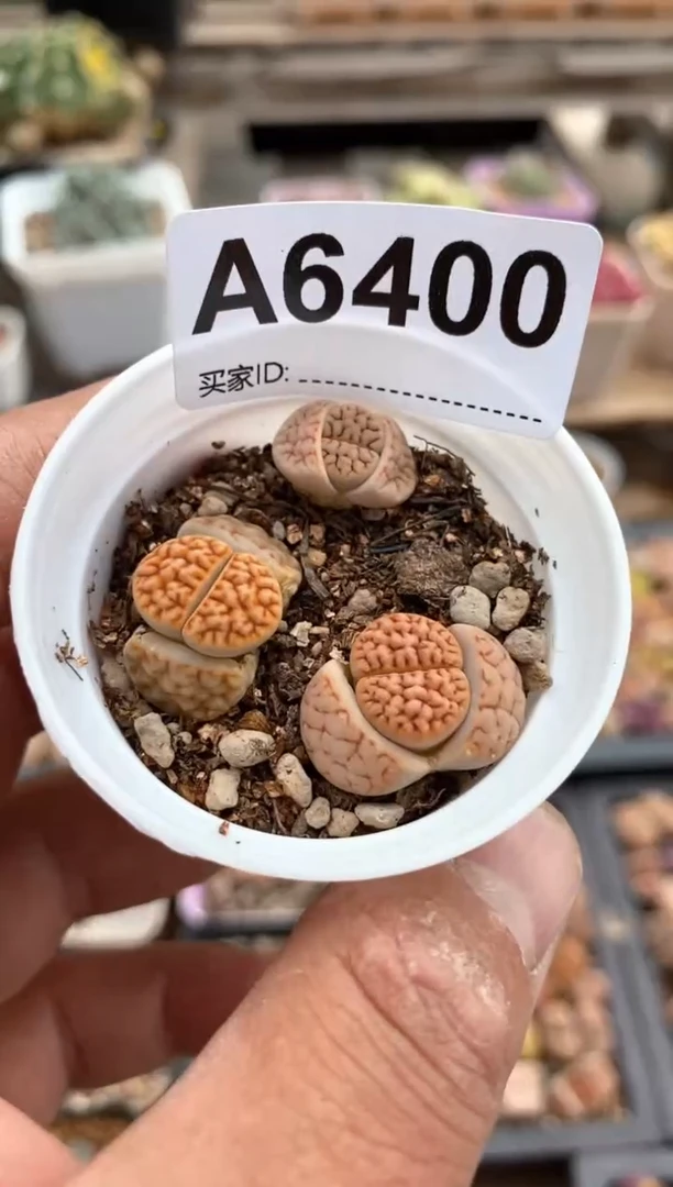 【闪购商品】6400直播一物一拍