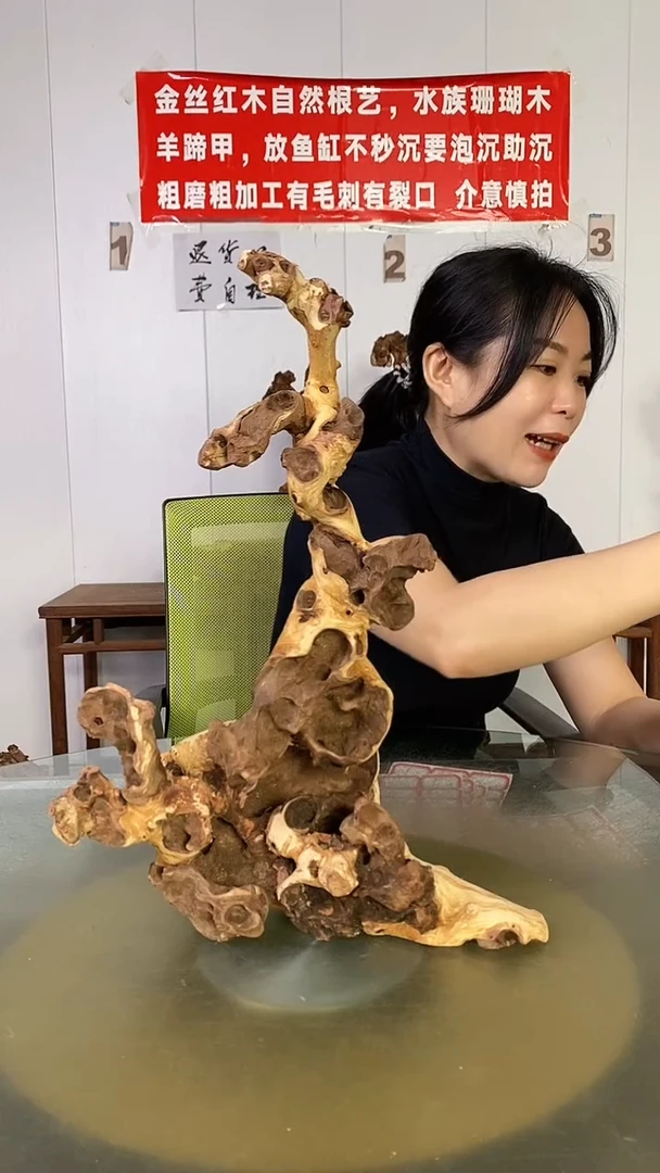 木根*金丝红木 羊蹄甲