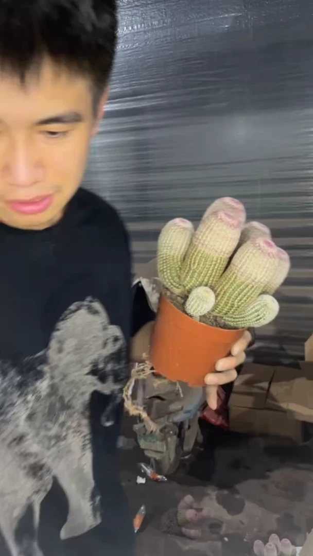 8-10头 红太阳【带根】