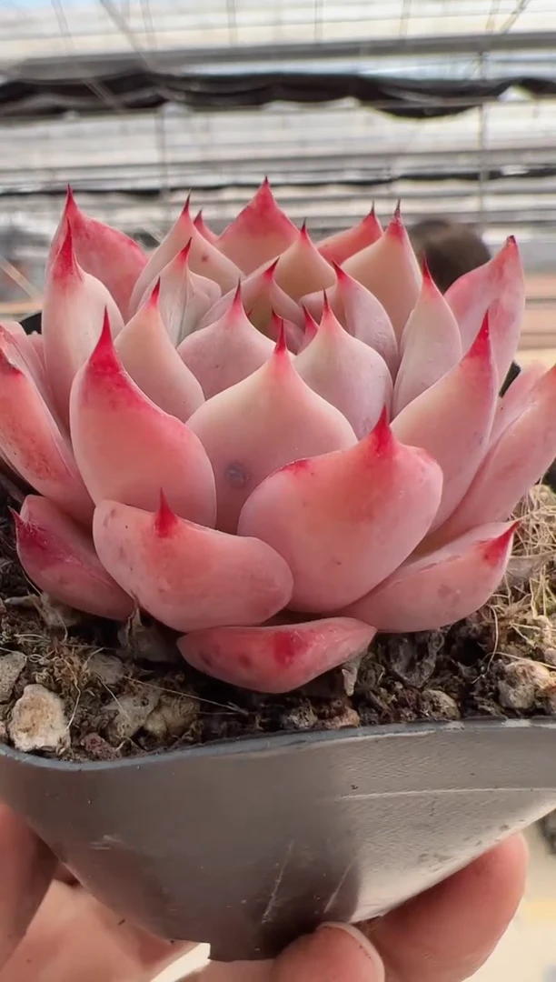 【闪购商品】新款多肉-151