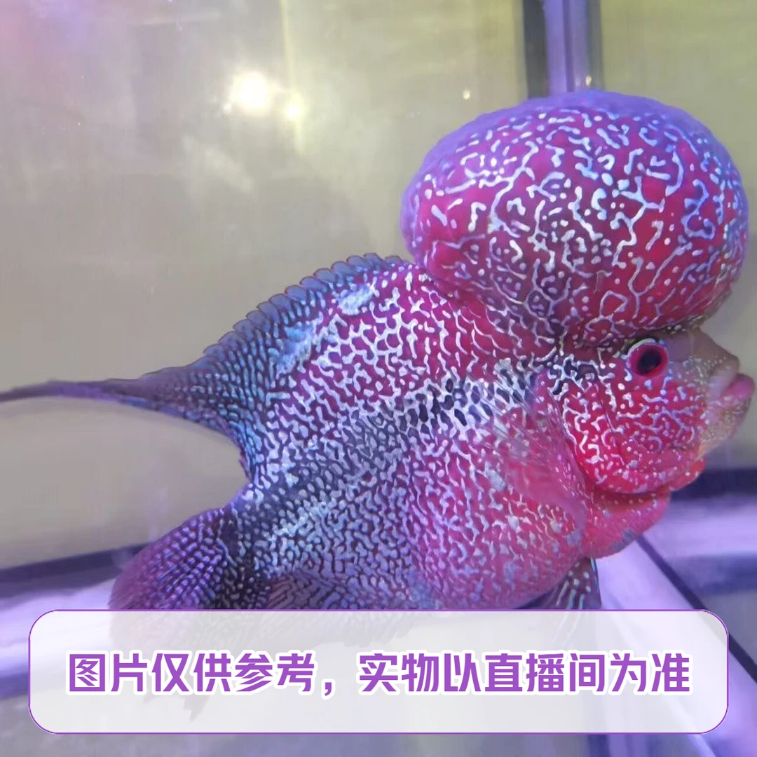 直播间罗汉鱼专拍8号