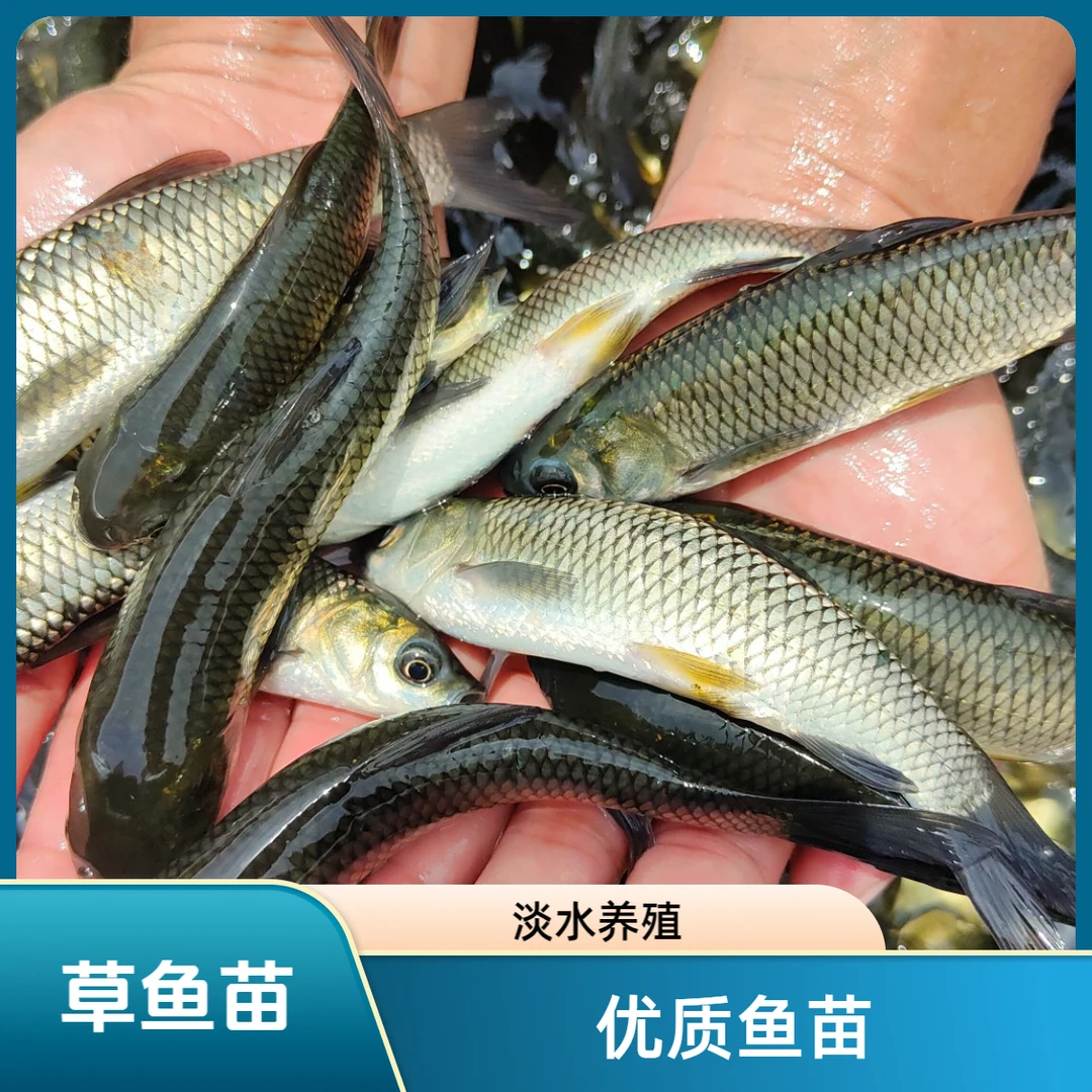 广东草鱼苗皖鱼苗  水库鱼塘 淡水养殖 活体鱼苗