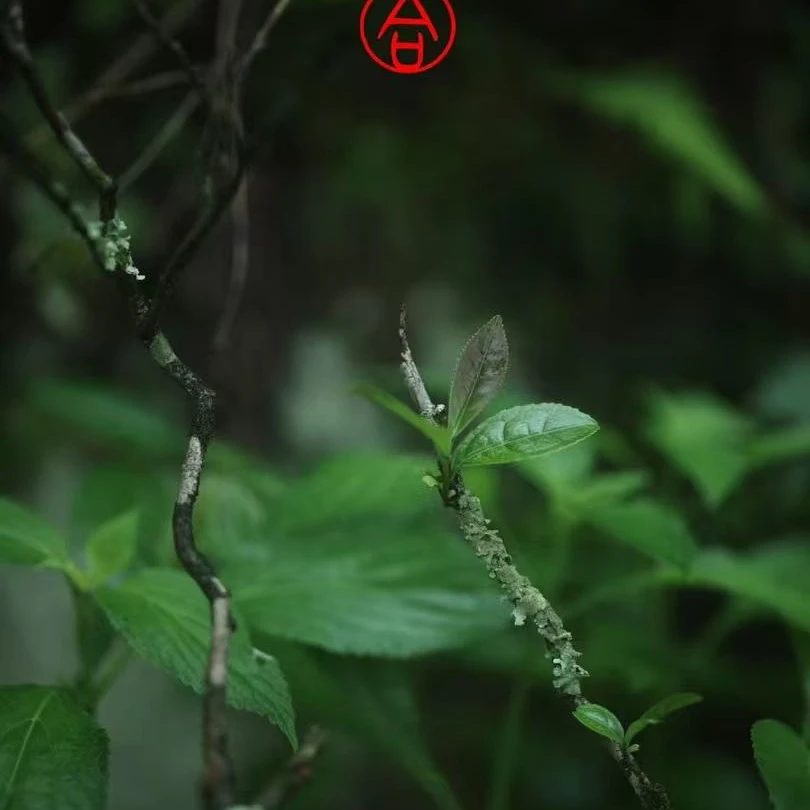 合合岩【5200礼包】罐装 武夷岩茶