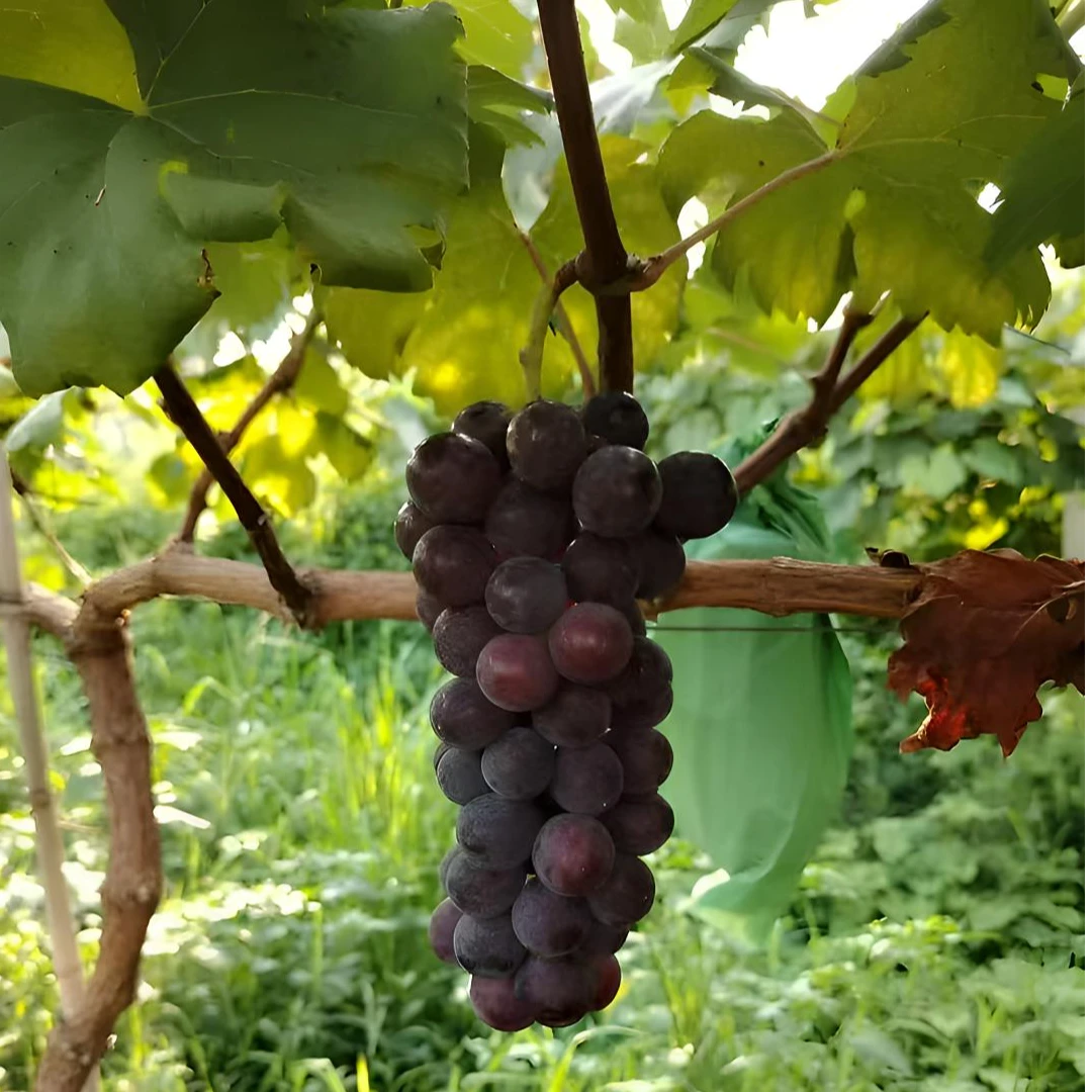 当季新鲜巨峰葡萄产地直发黄桃