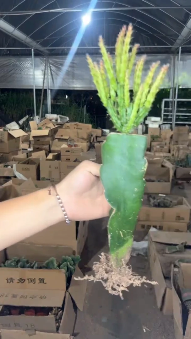 多头 鼠尾令箭【嫁接】