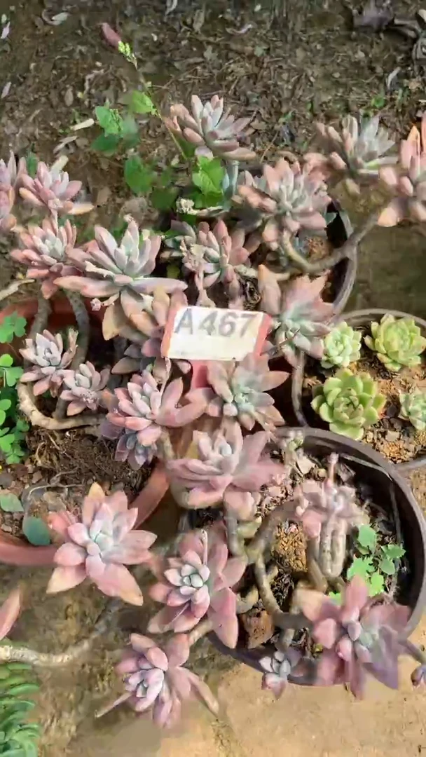 A467闪购清风花木兰多肉组合脱土发货