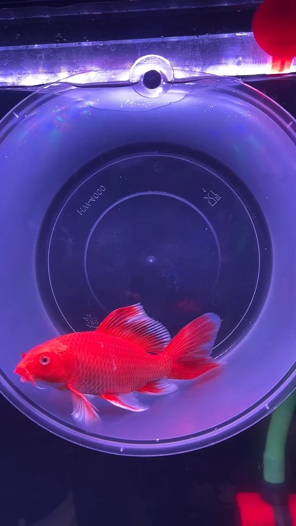 蝴蝶鲤鱼普身精品蝴蝶鲤链接03