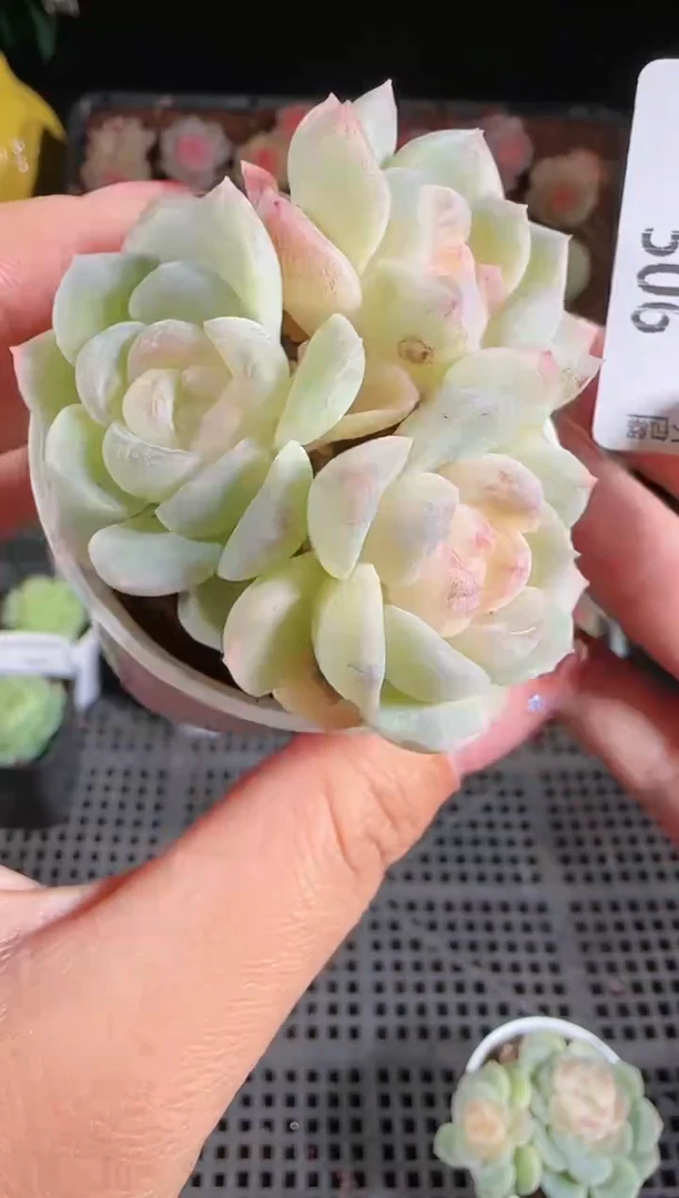 1206-506冰心28多肉群生不包整