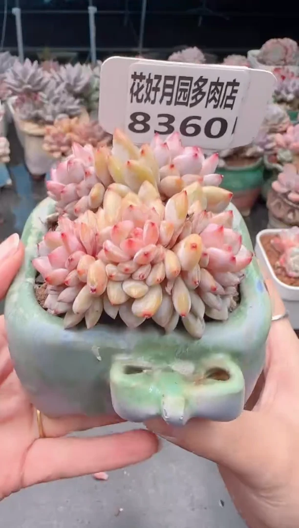 【闪购商品】8360.带盆