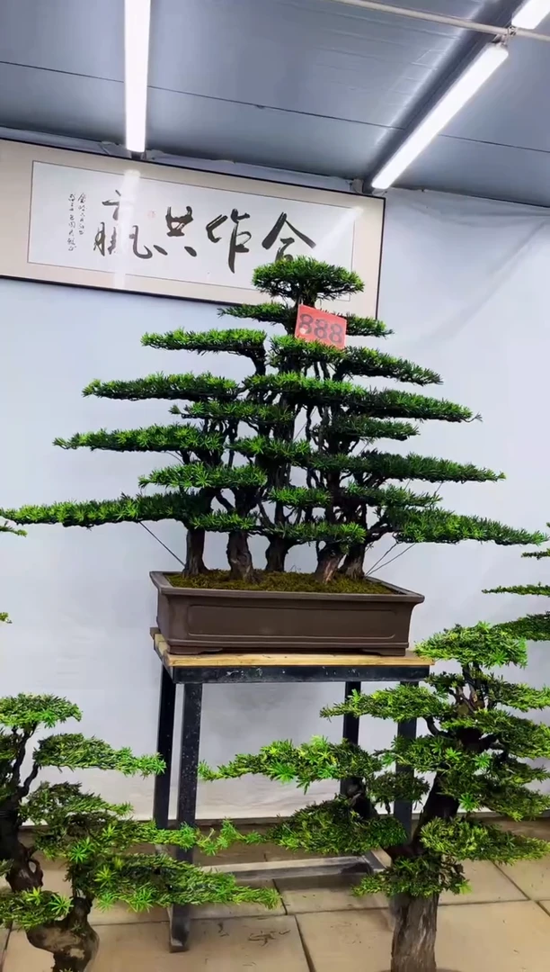 无花朵商***土一物一拍，所见即所得