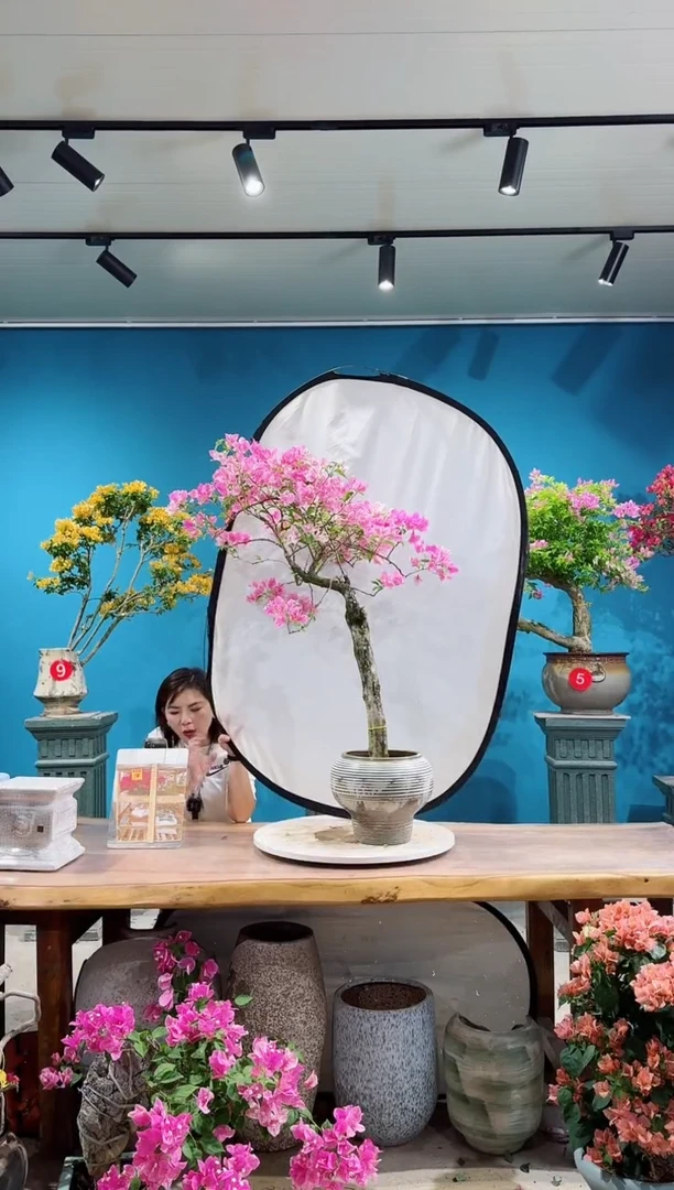 全部花朵漳红樱三角梅