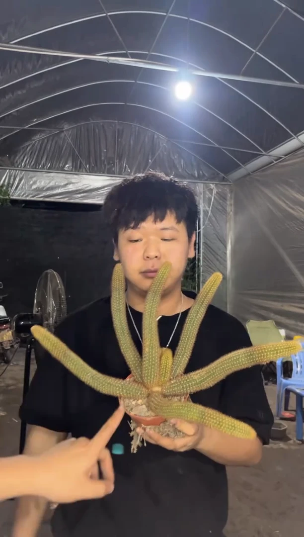 多头 紫水晶 金妞【带根】