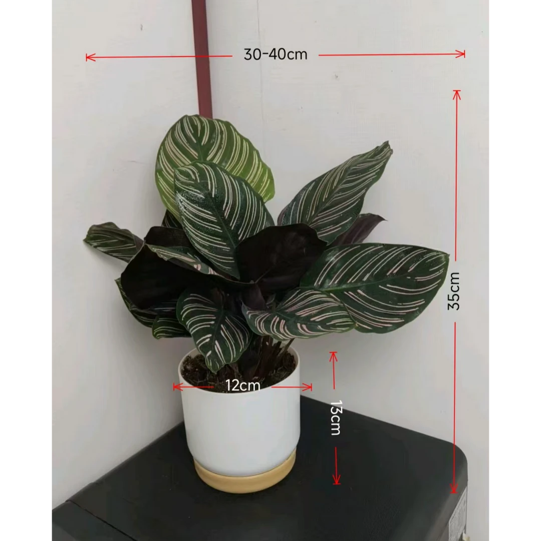 带盆双线竹竽35CM左右高室内绿植净化空气桌面盆栽喜阴植物