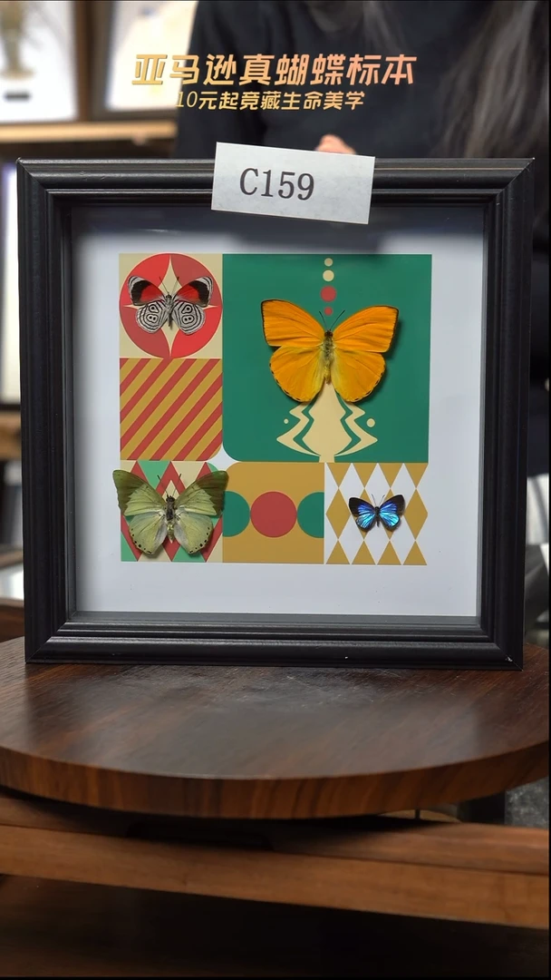 蝴蝶标本摆件竞拍c159