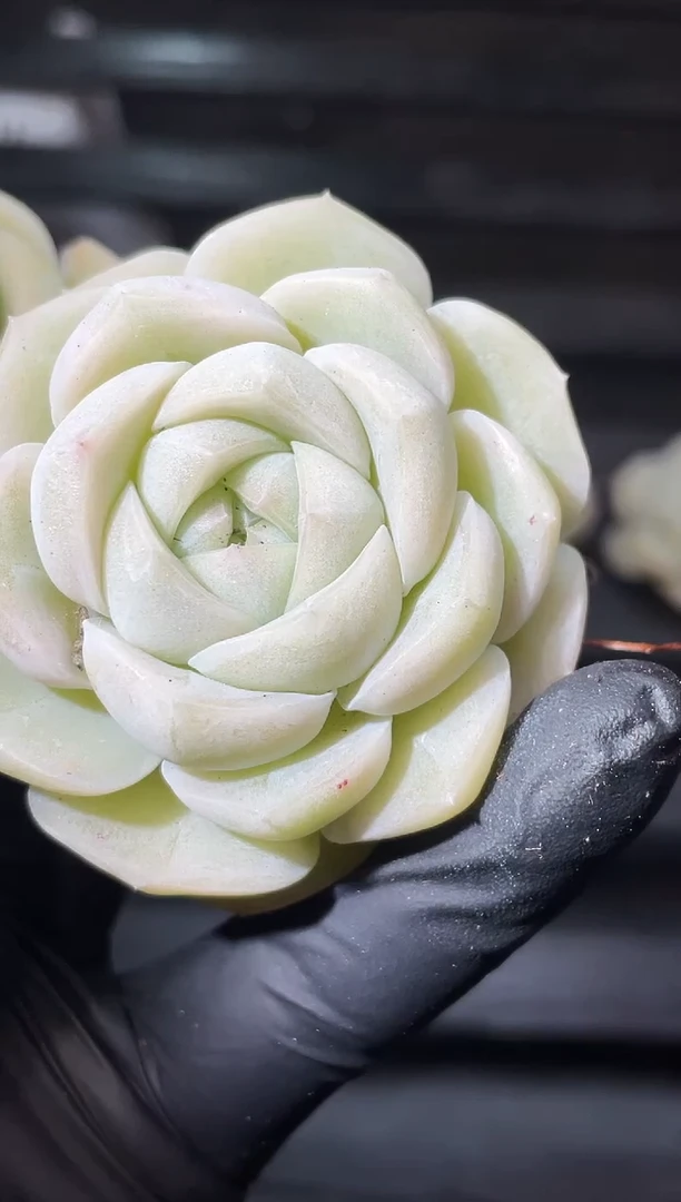 20-50 糯体桃包3-4厘米量拍发一颗